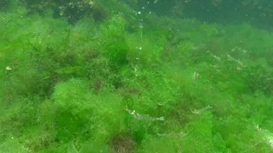 积累藻类<strong>底</strong>空气泡沫散发<strong>底</strong>虾藻类<strong>黑色</strong>的海